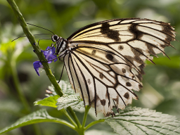 Schmetterlinge